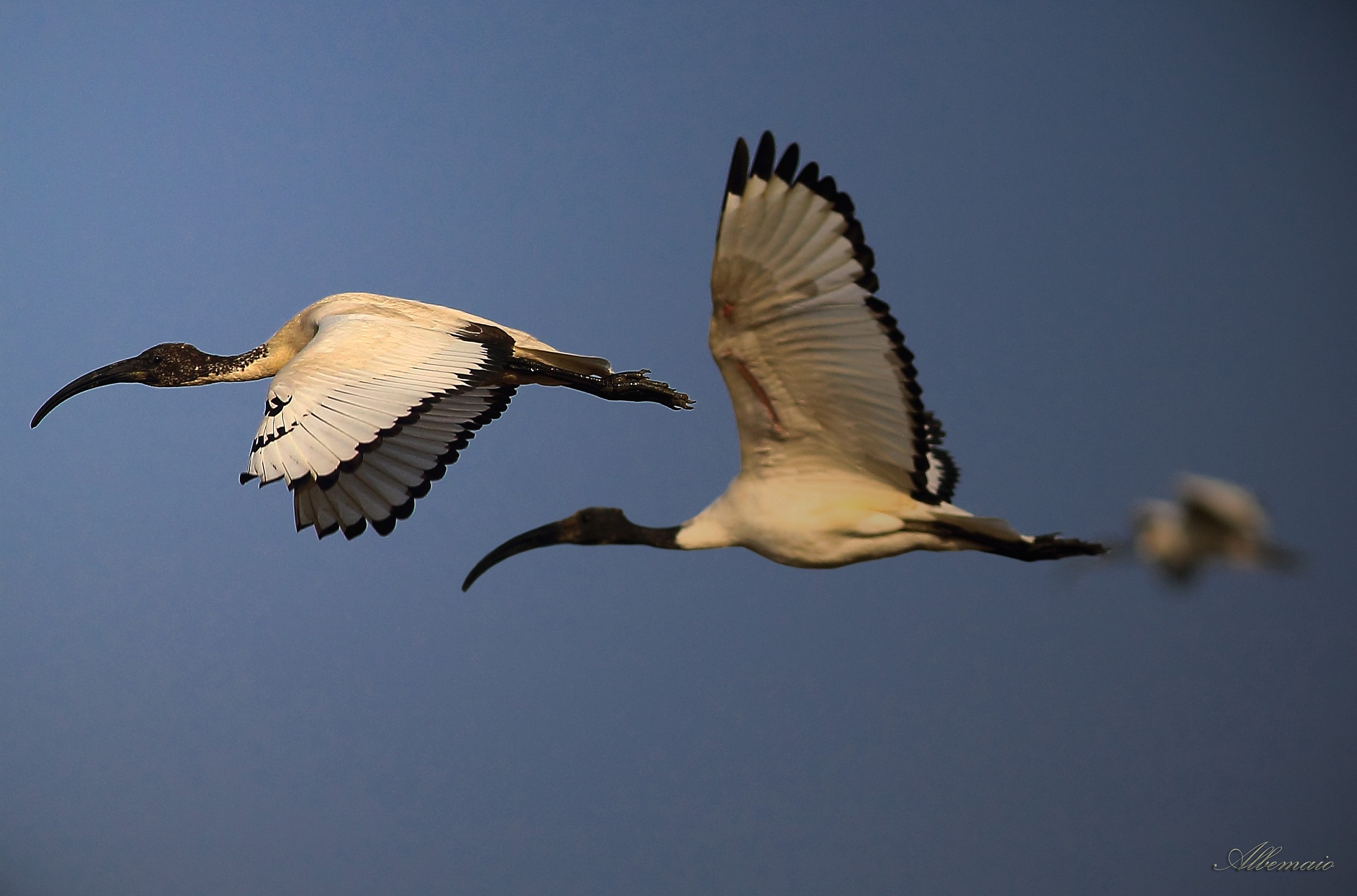 The Sacred in flight