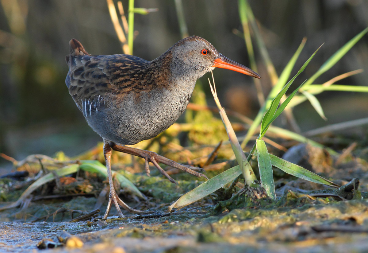 Water Rail