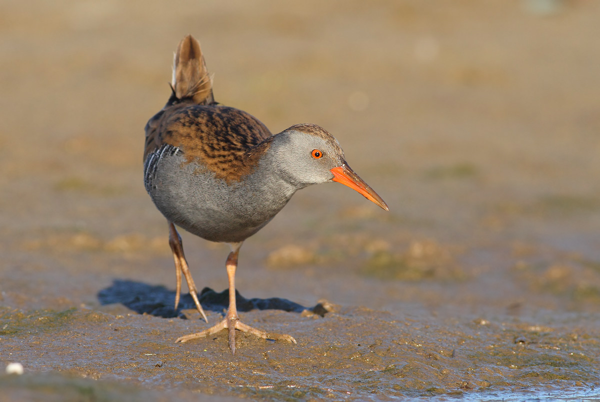 Water Rail