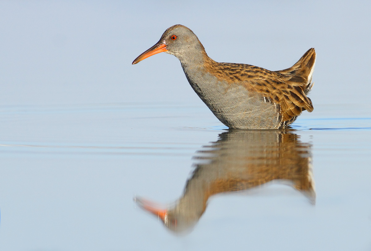 Water Rail