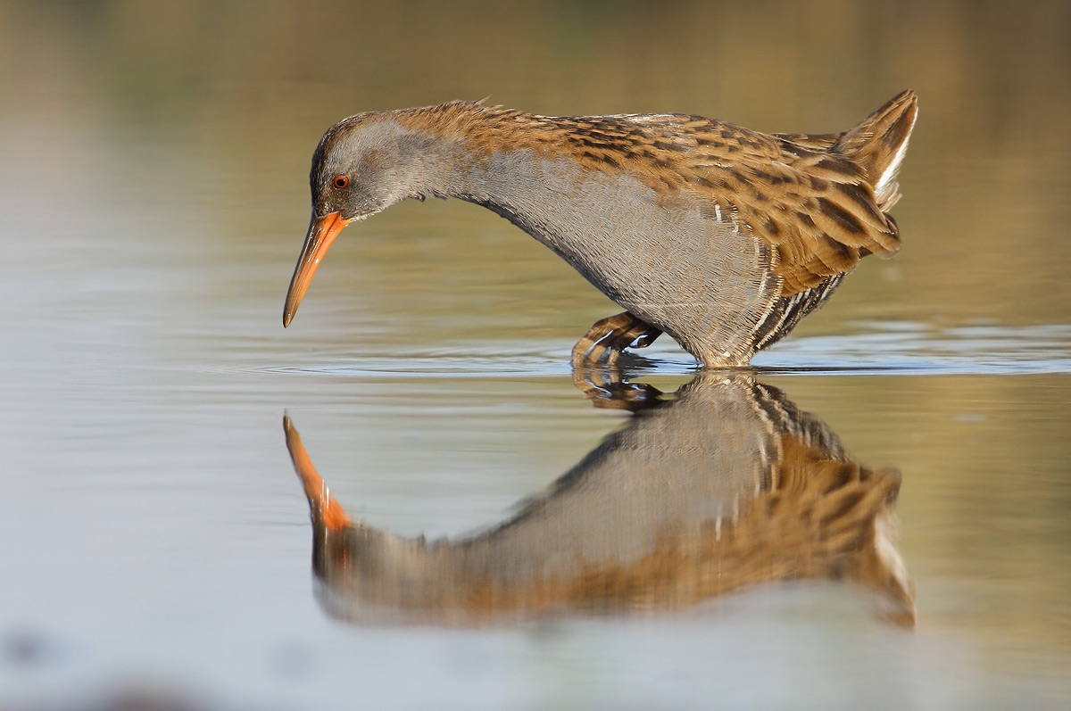 Water Rail