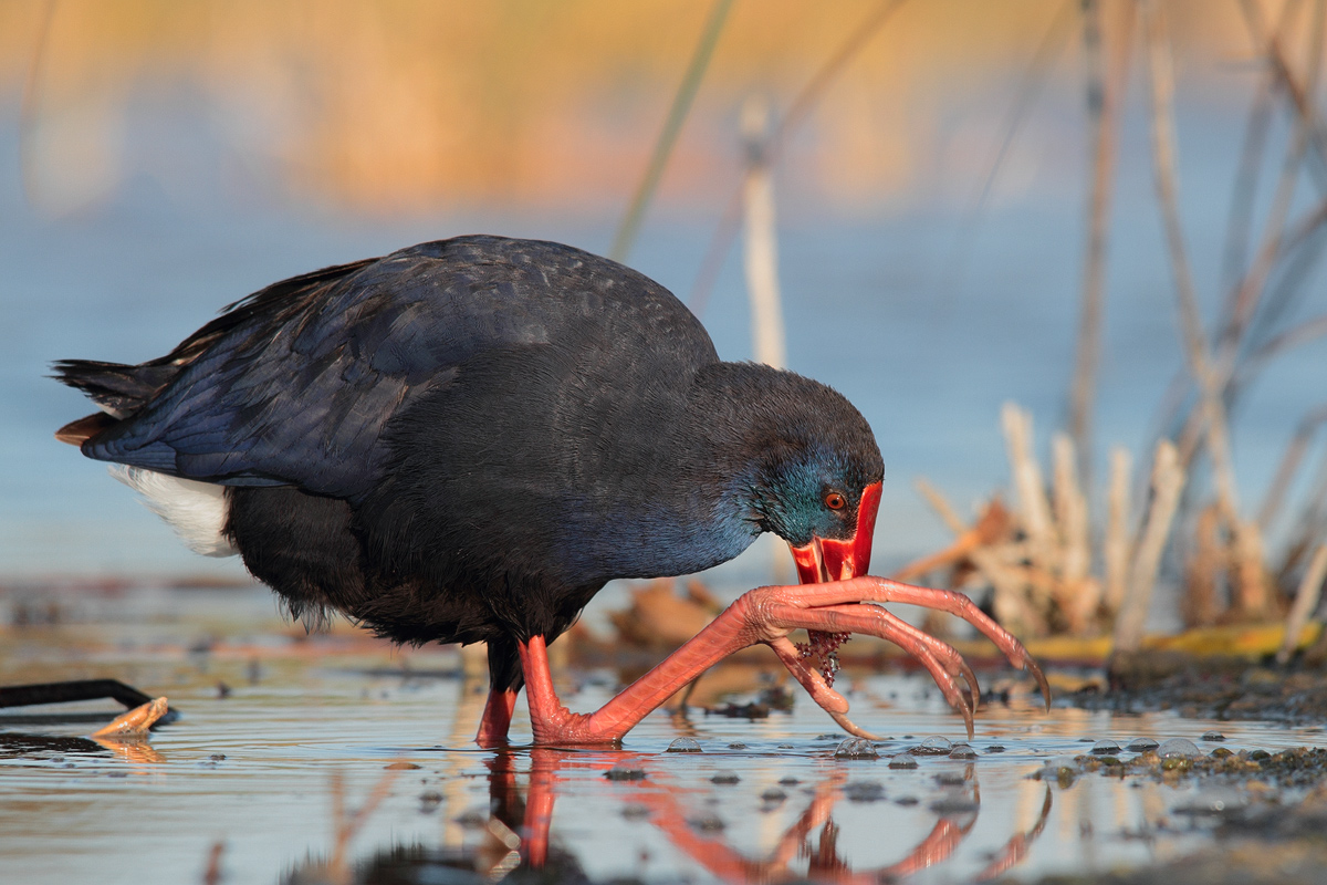 Purple Gallinule (immature)