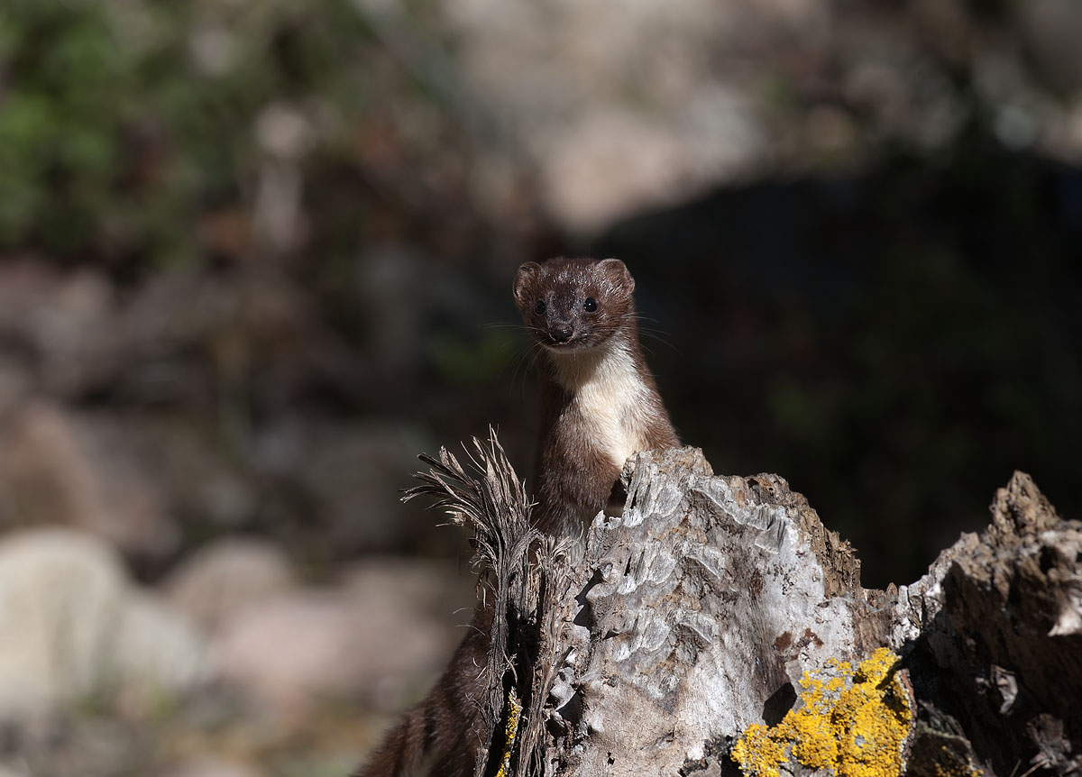 weasel Sardinian