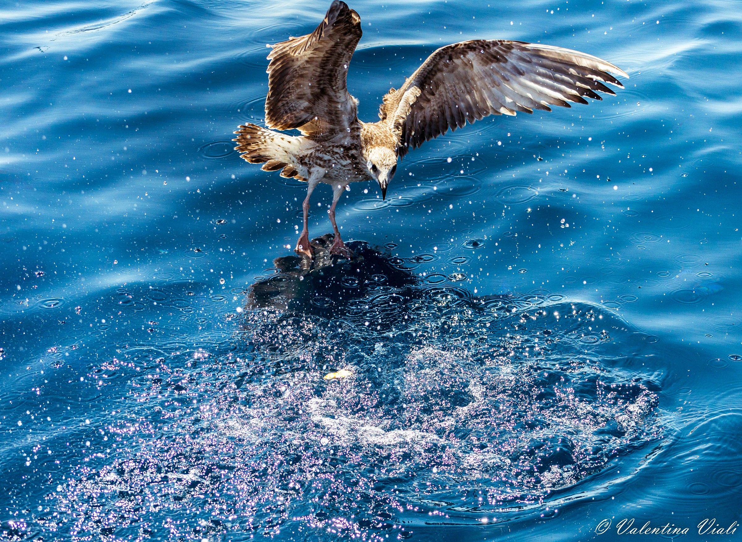 Il gabbiano e il cracker