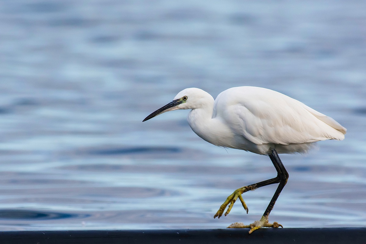 Egret Egret
