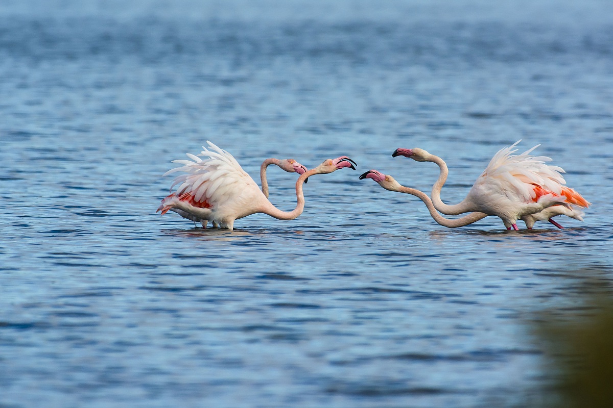 The Horatii and Curiatii