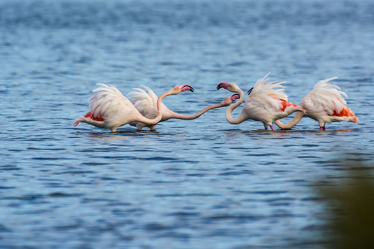 The Horatii and Curiatii