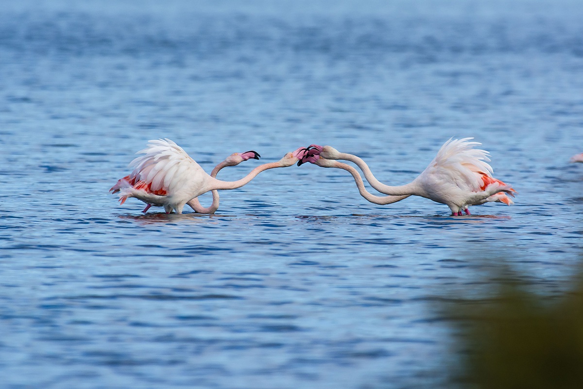 The Horatii and Curiatii