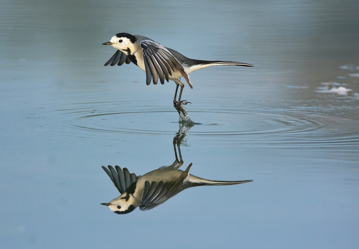 ballerina bianca danza sull'acqua