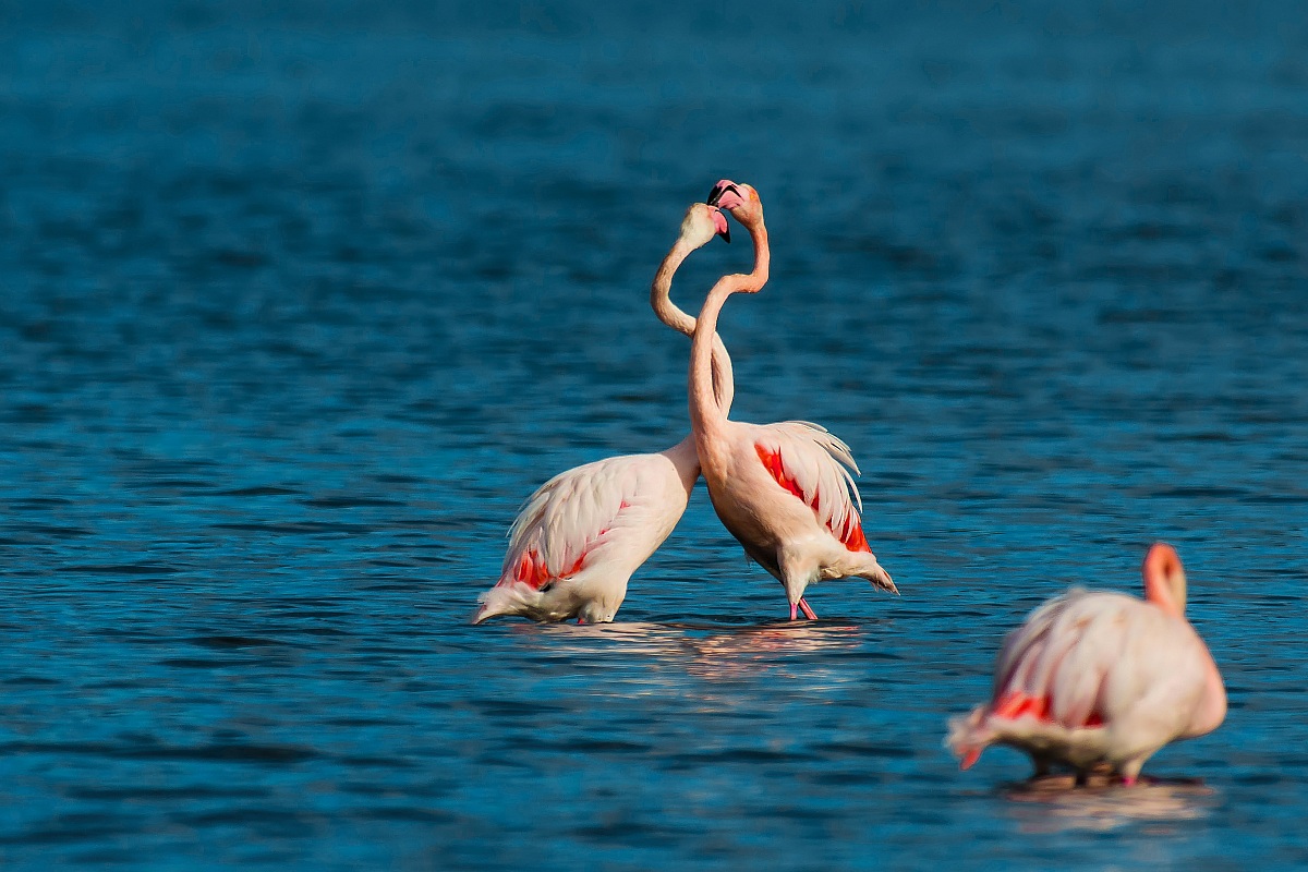 Pink flamingos in a duel ...