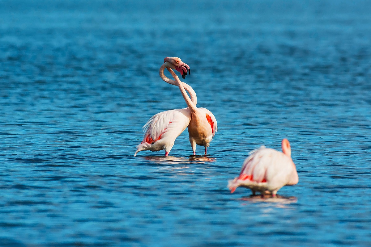 Pink flamingos in the fight