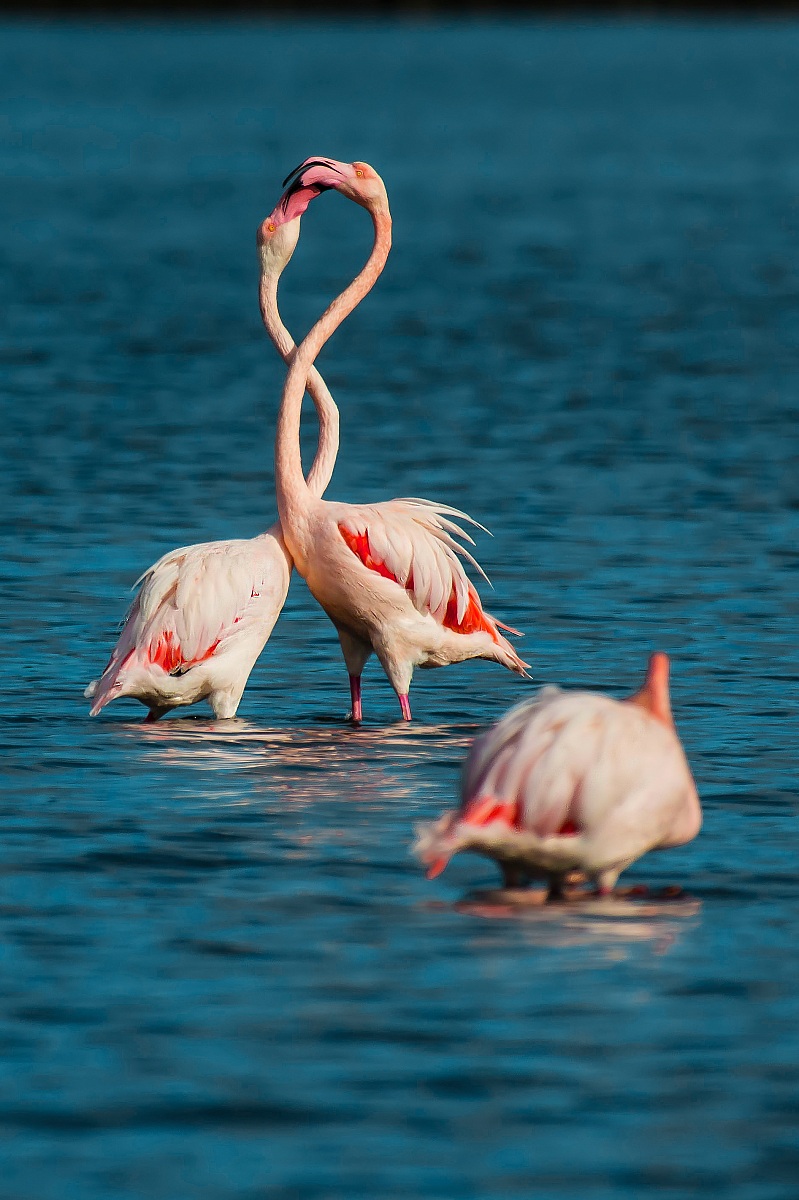 Pink flamingos in the fight