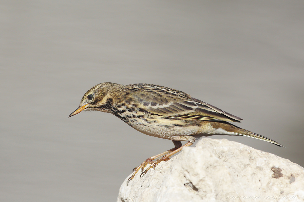 Meadow Pipit (Anthus pratensis)