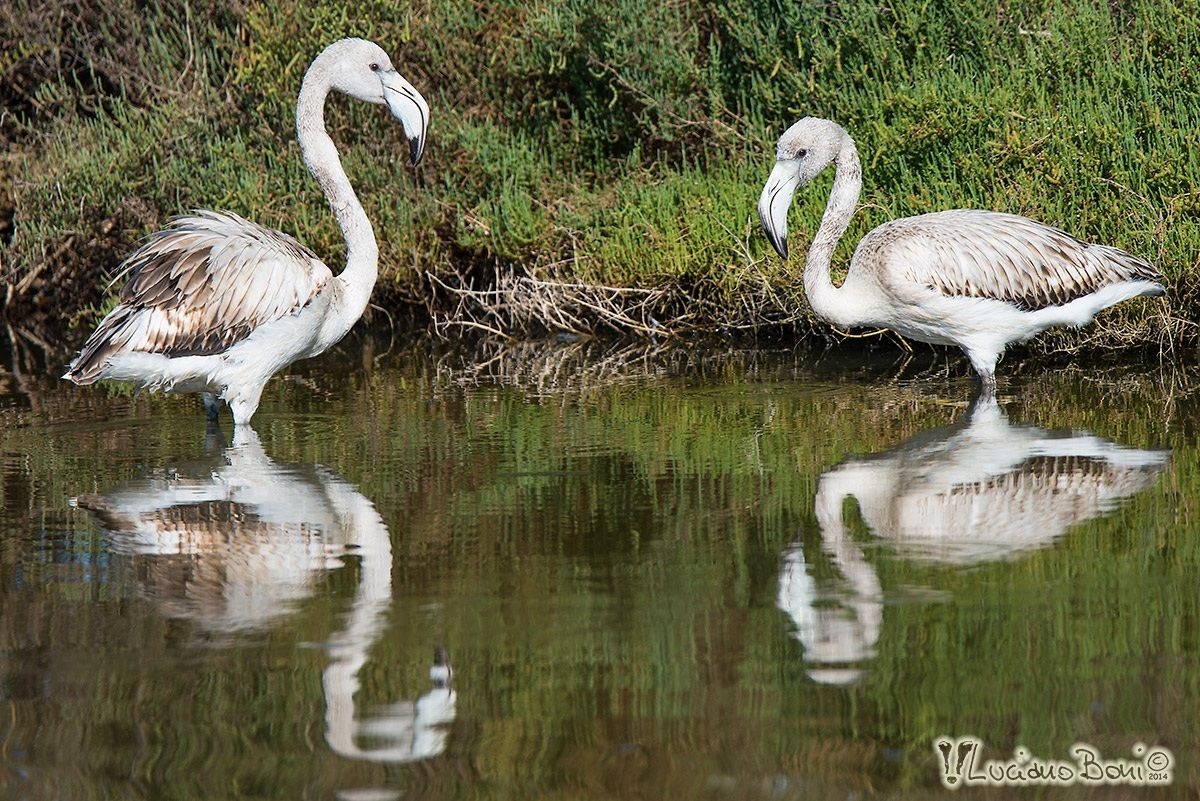 Young flamingos