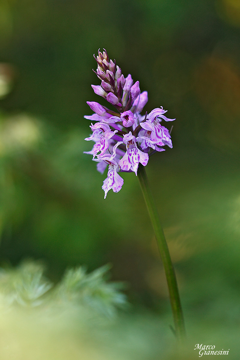 Dactylorhiza fuchsii