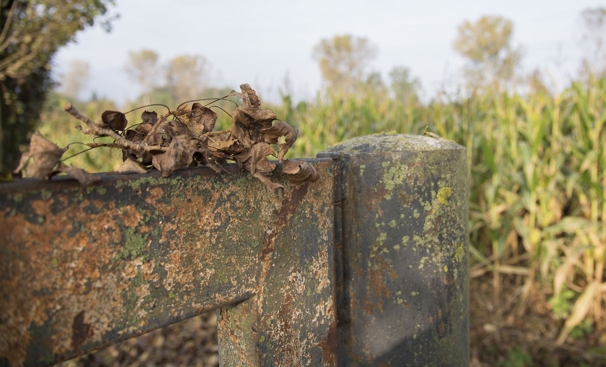 Foglie in solitudine