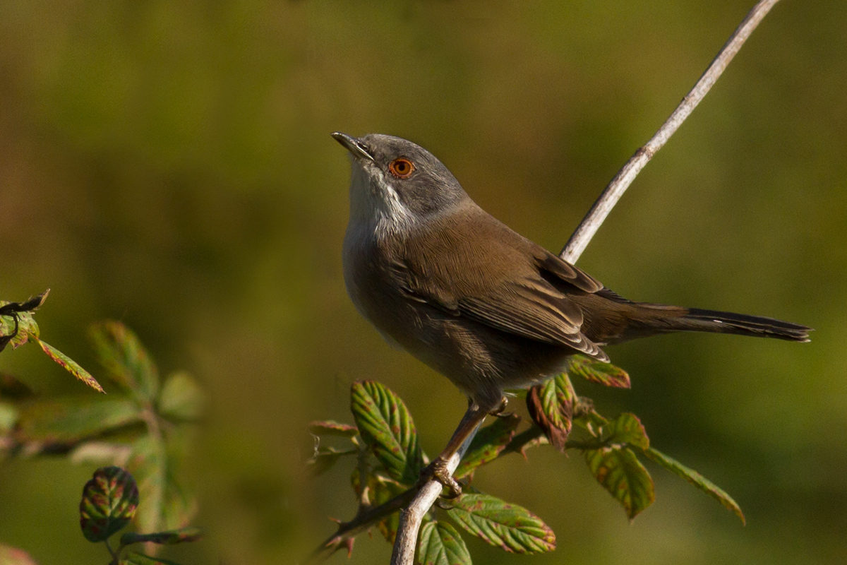 Femmina di Occhiocotto
