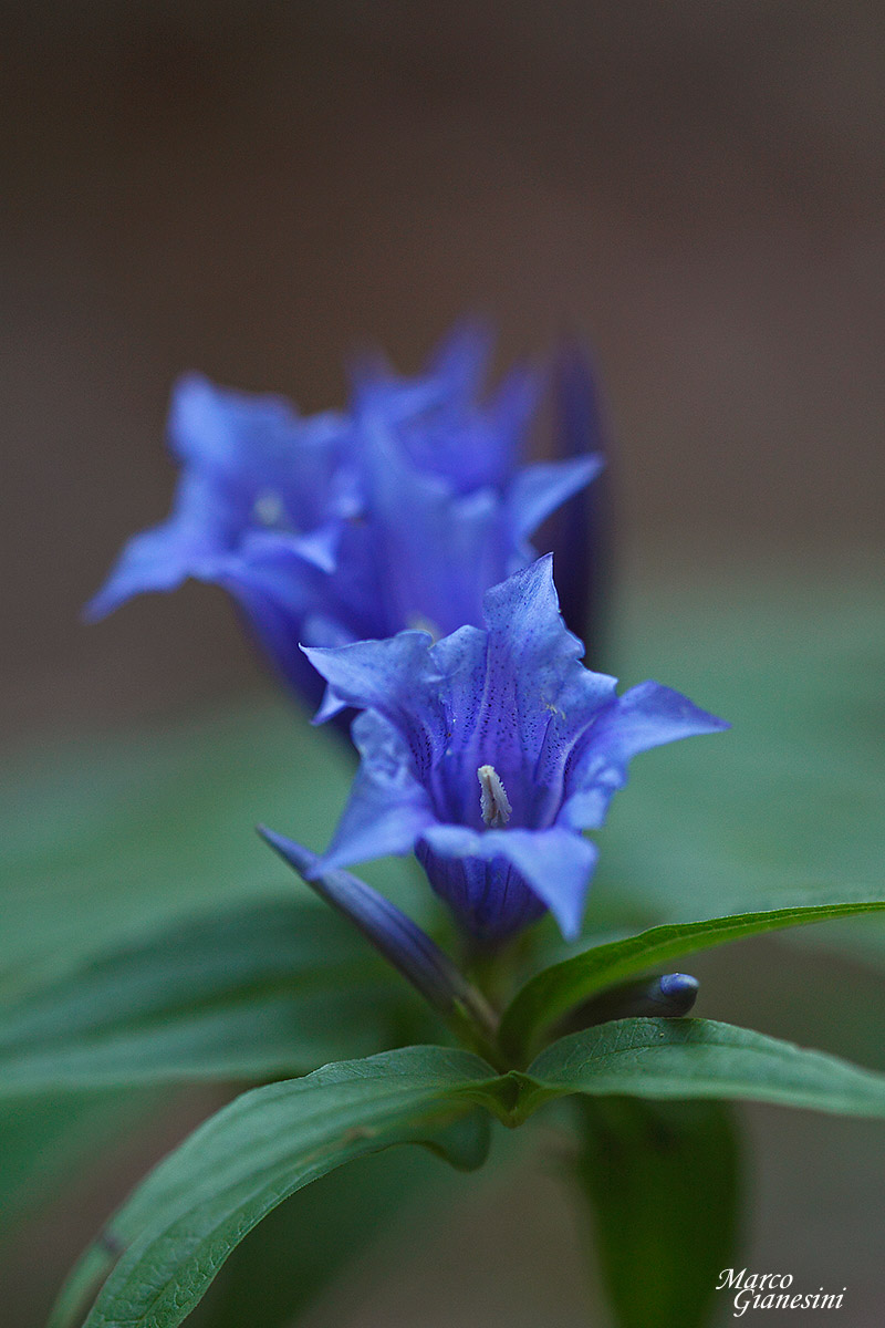 Genziana di esculapio