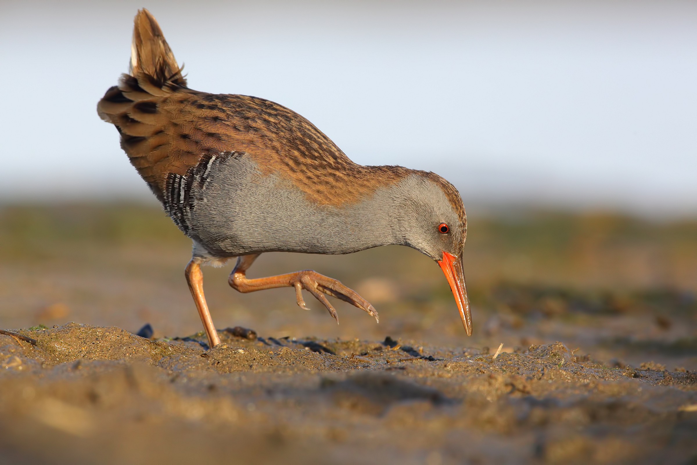 Water Rail