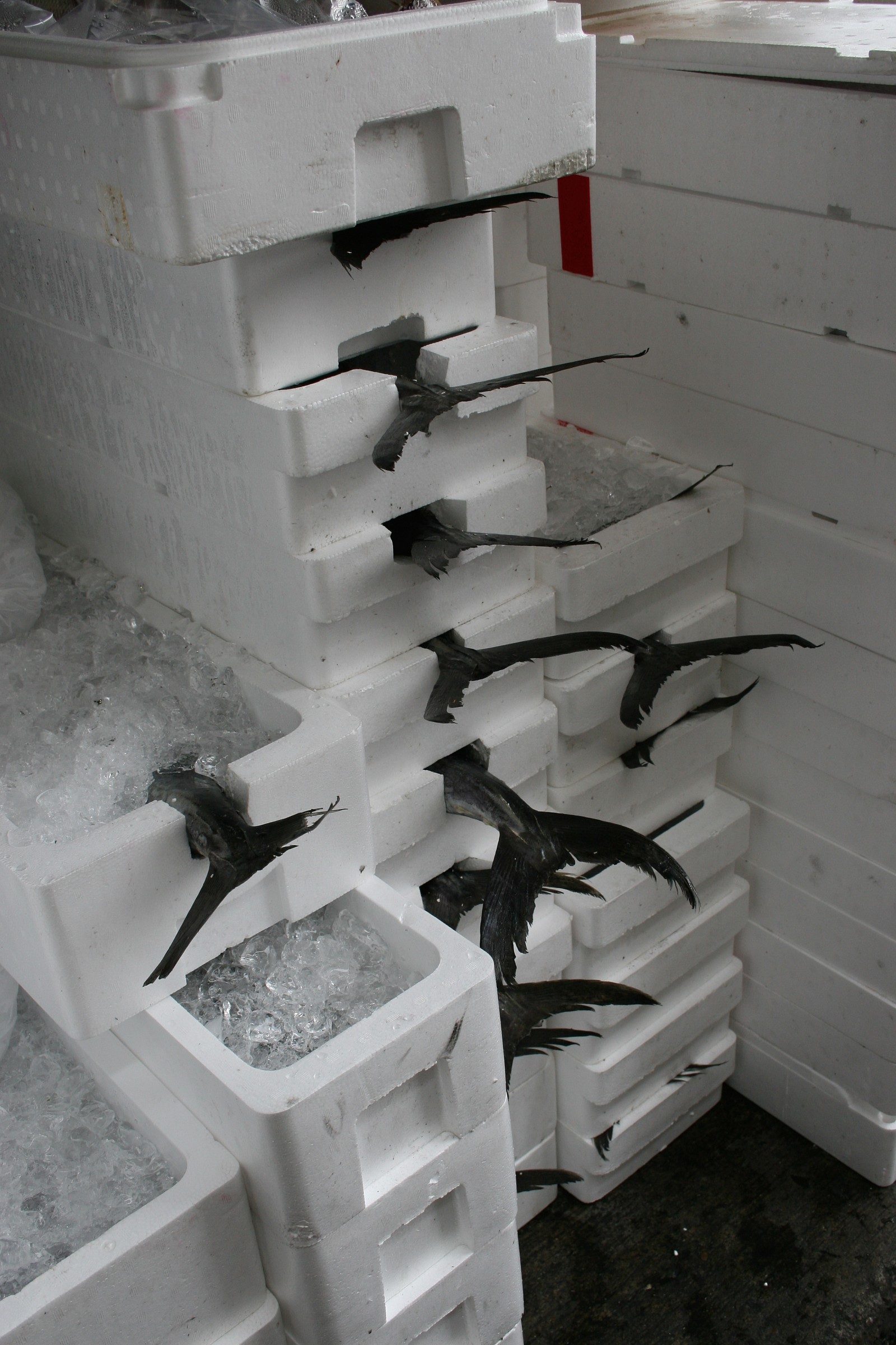 ready to ship within ... the table!