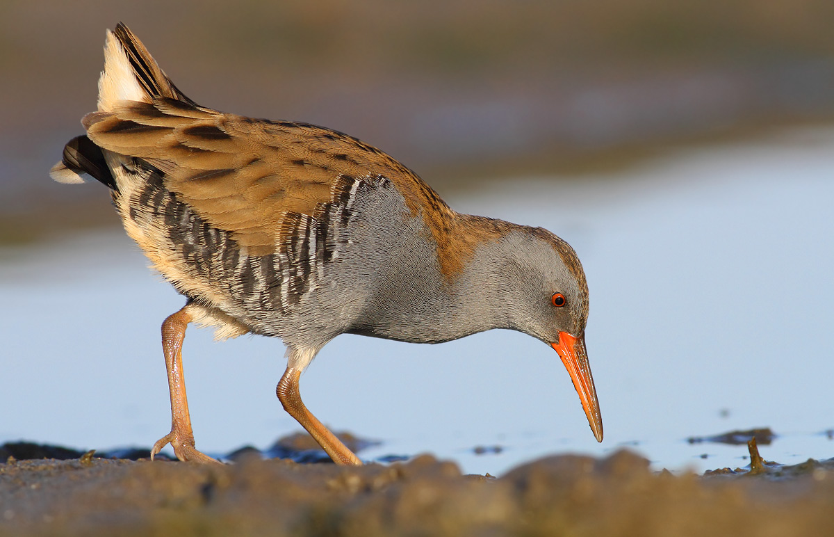 Water Rail