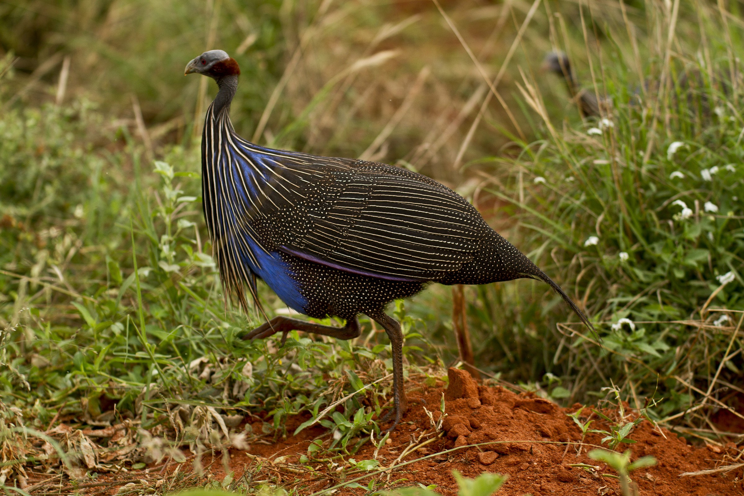Vulturine Guinea Fowl