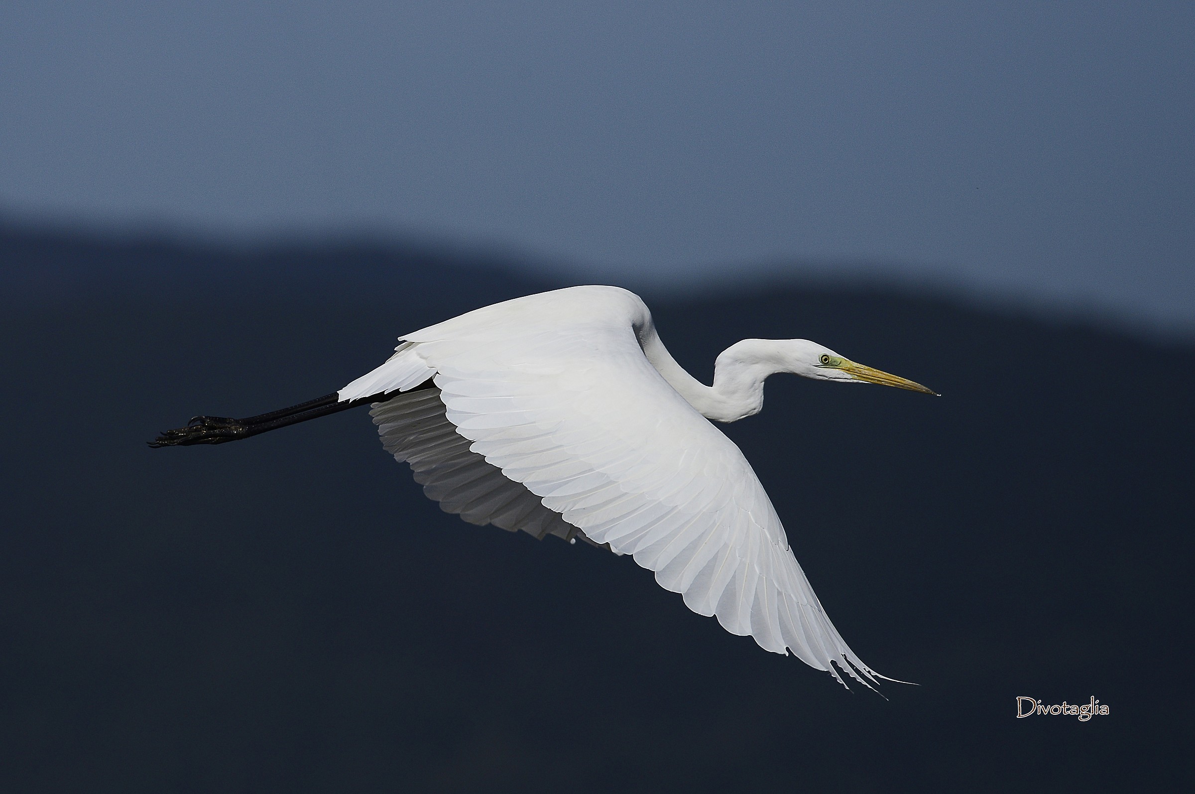 Great Egret (Ardea alba)