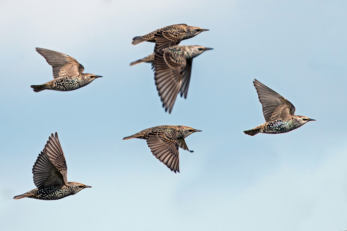 Starlings in flight
