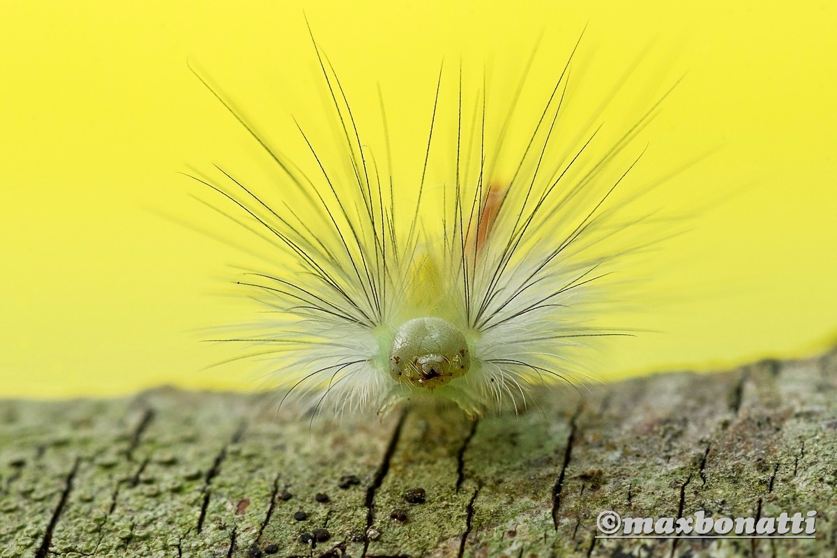 Calliteara pudibunda