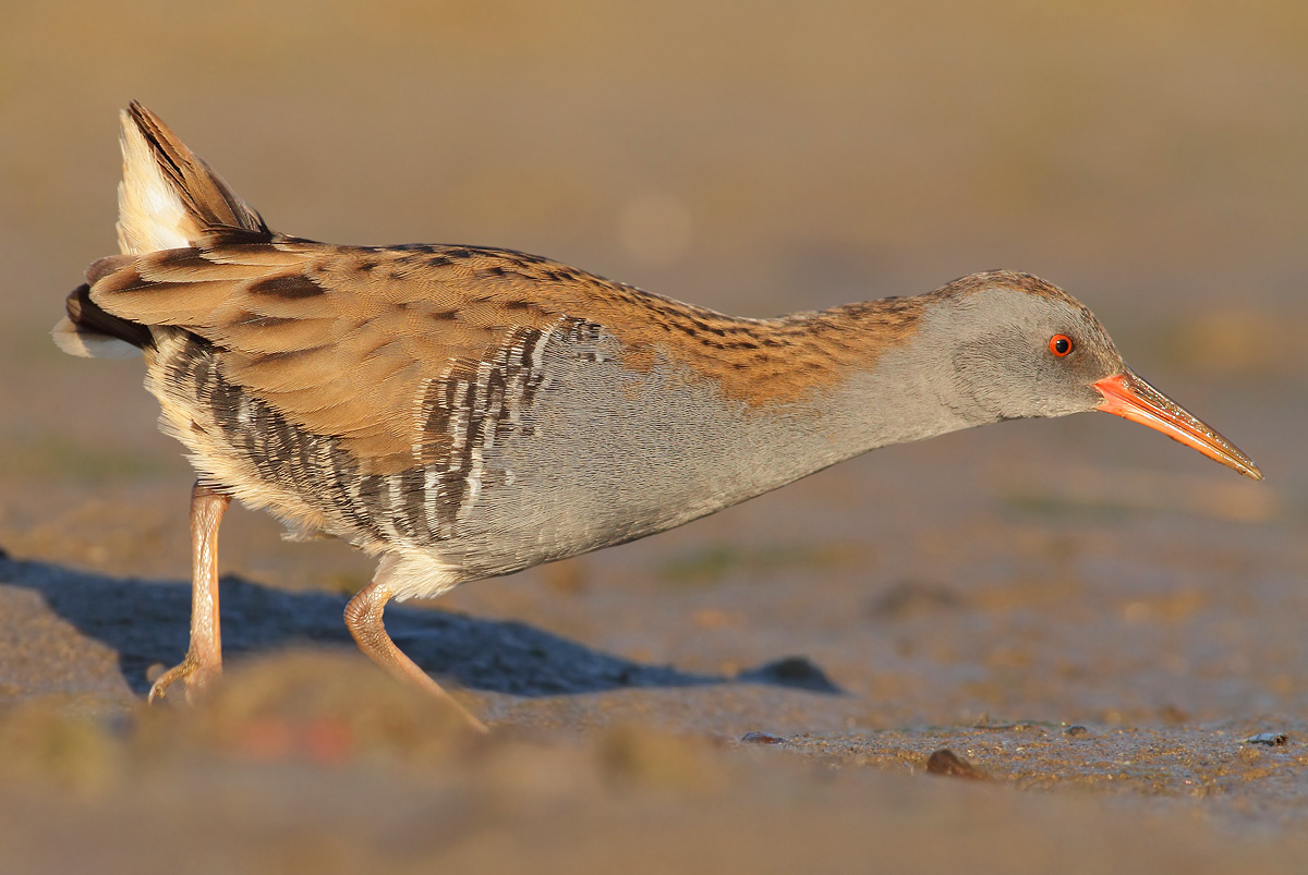 Water Rail
