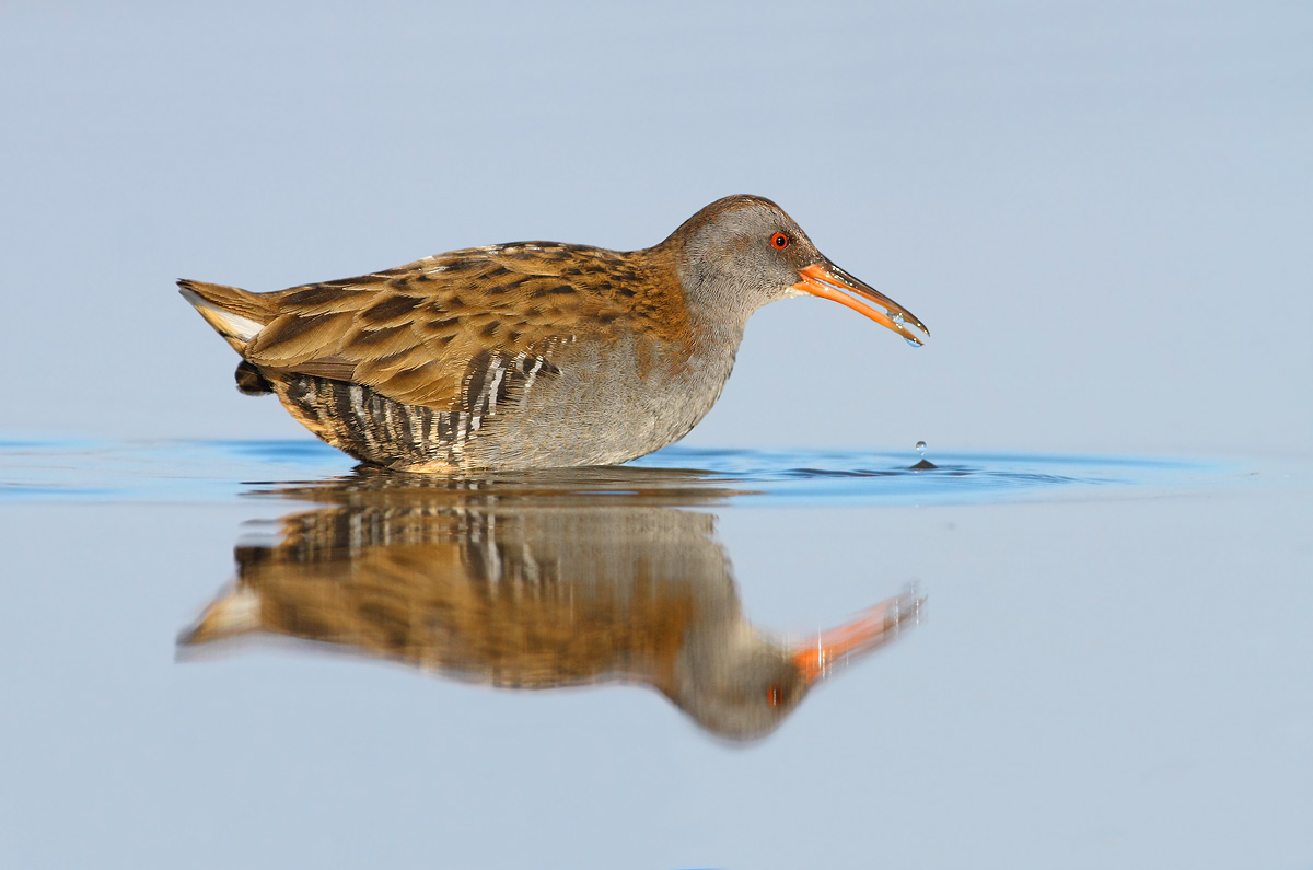 Water Rail