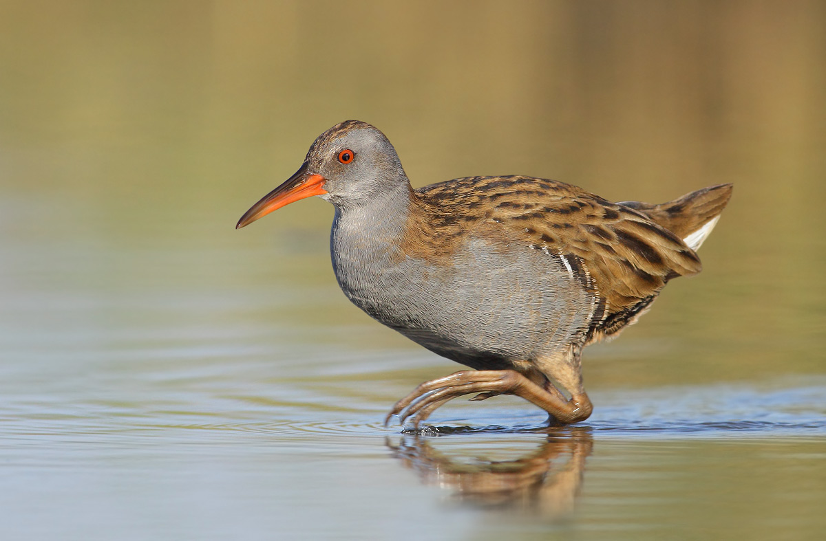 Water Rail