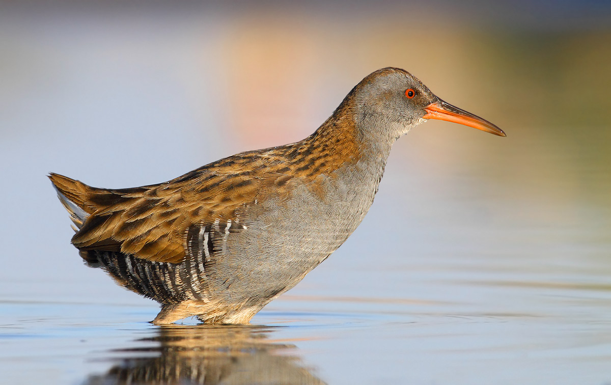 Water Rail