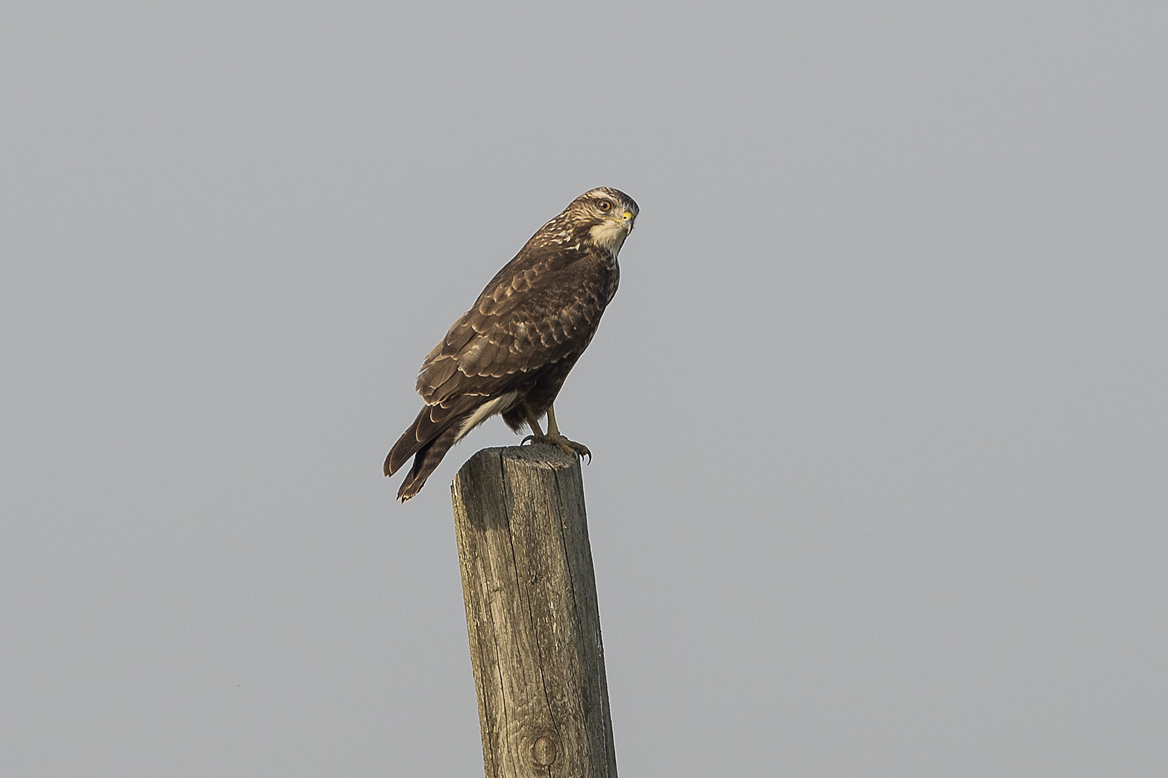 buzzard