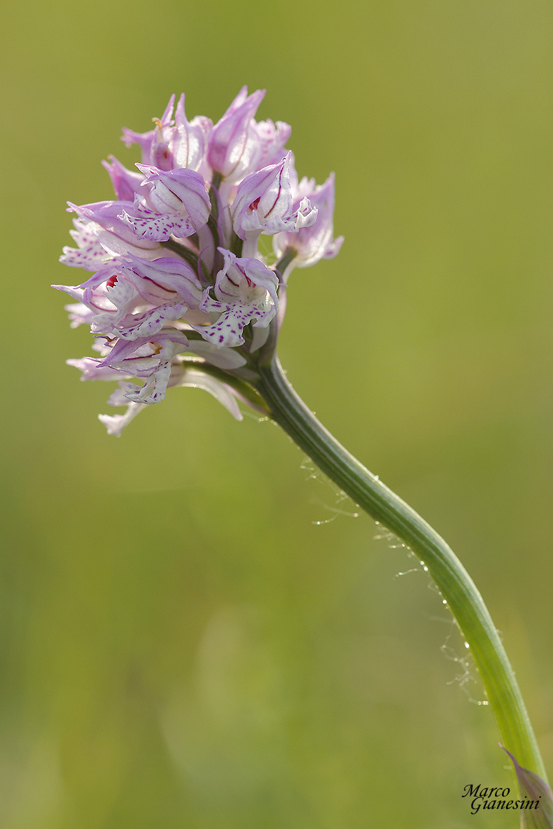 Orchis tridentata