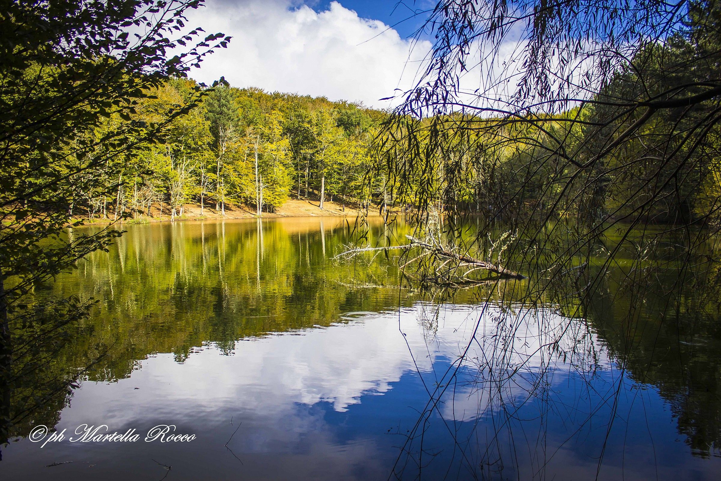 Small colony of mushrooms of the Umbra Forest (Apulia,