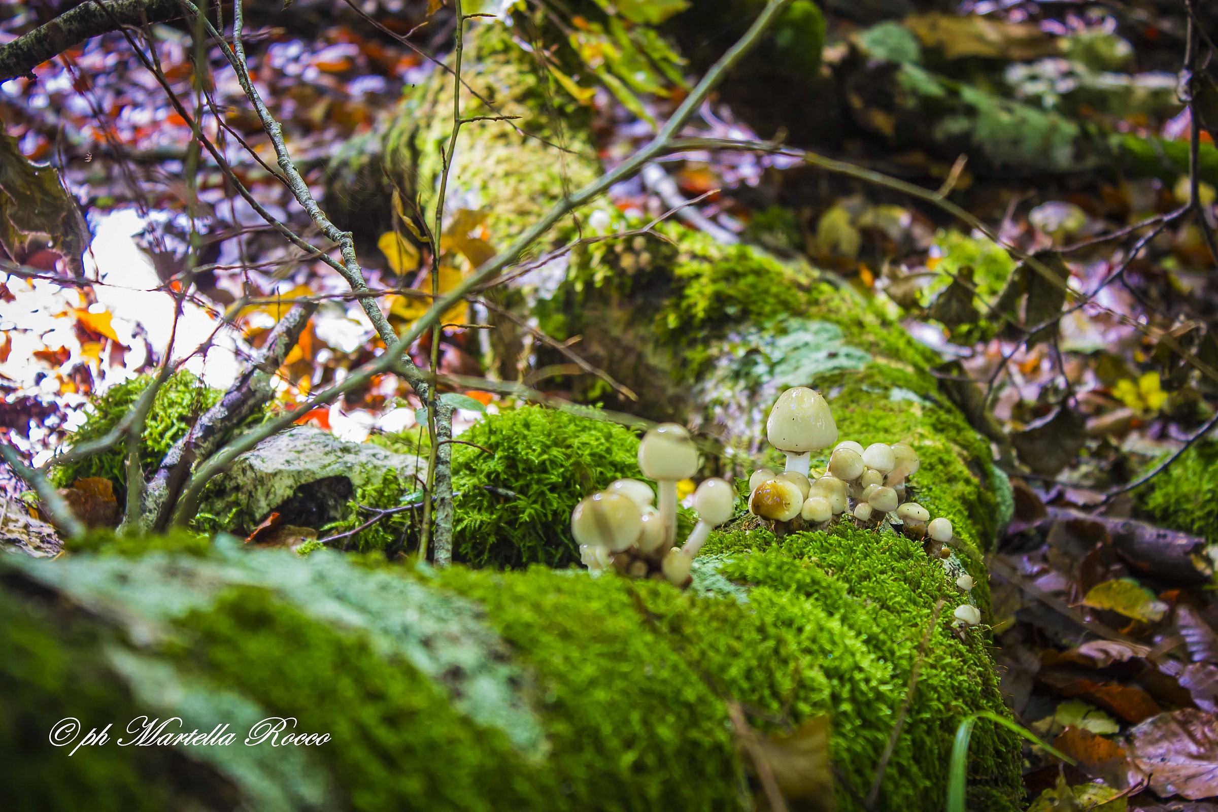 Small colony of mushrooms of the Umbra Forest (Apulia,