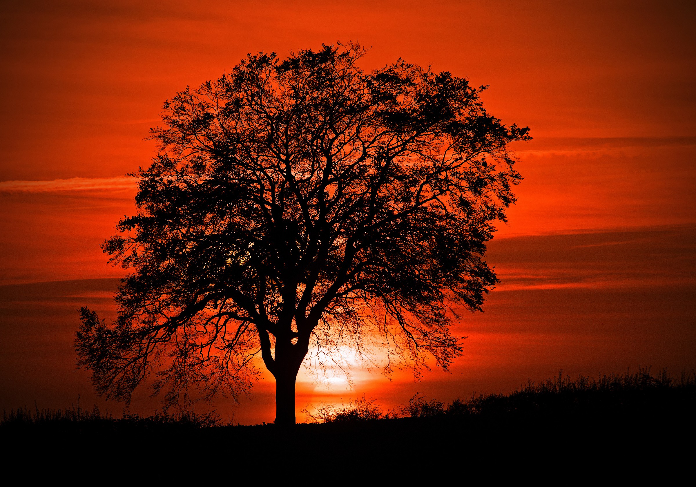 Sexy Sunrise Tree