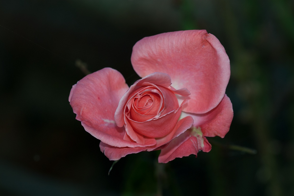 Rose garden in November