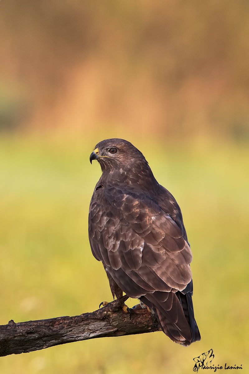 Stagliata sullo sfondo