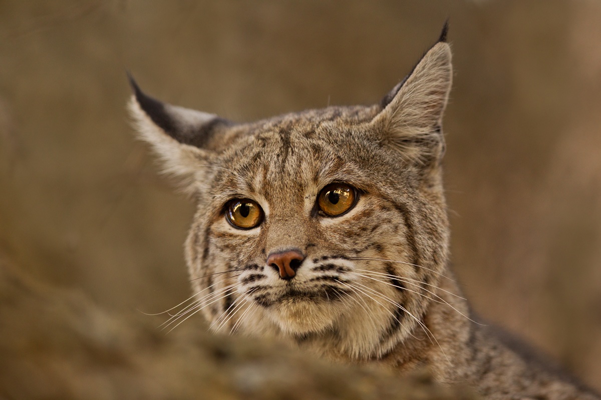 Bobcat,  extreme close up!