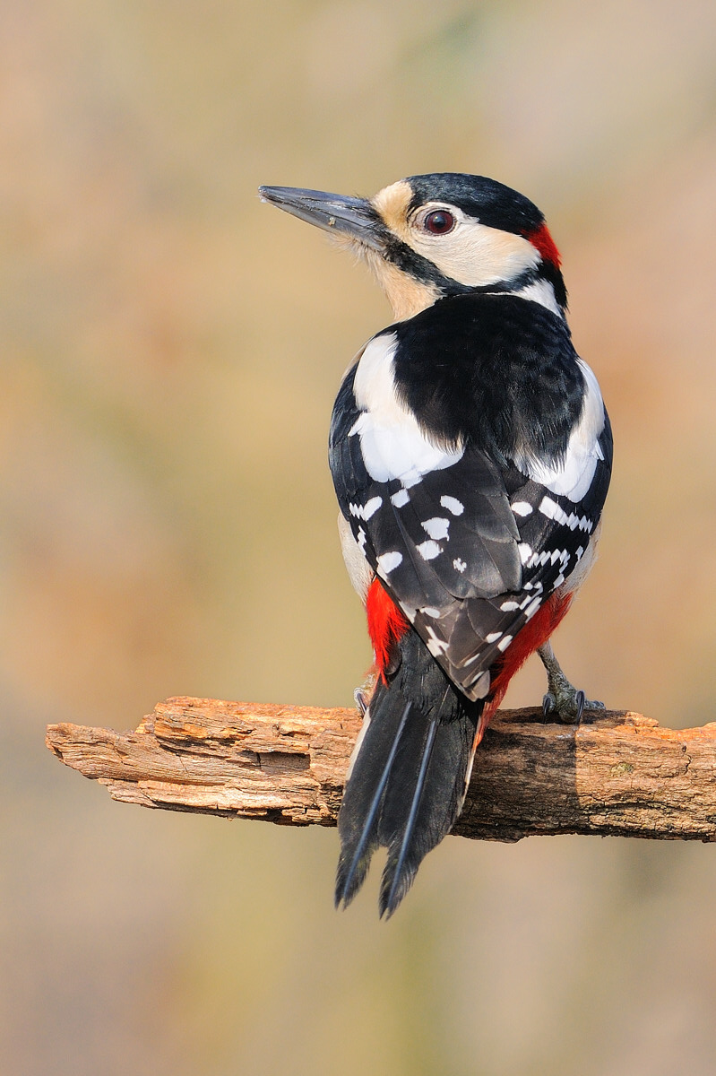 Woodpecker m.