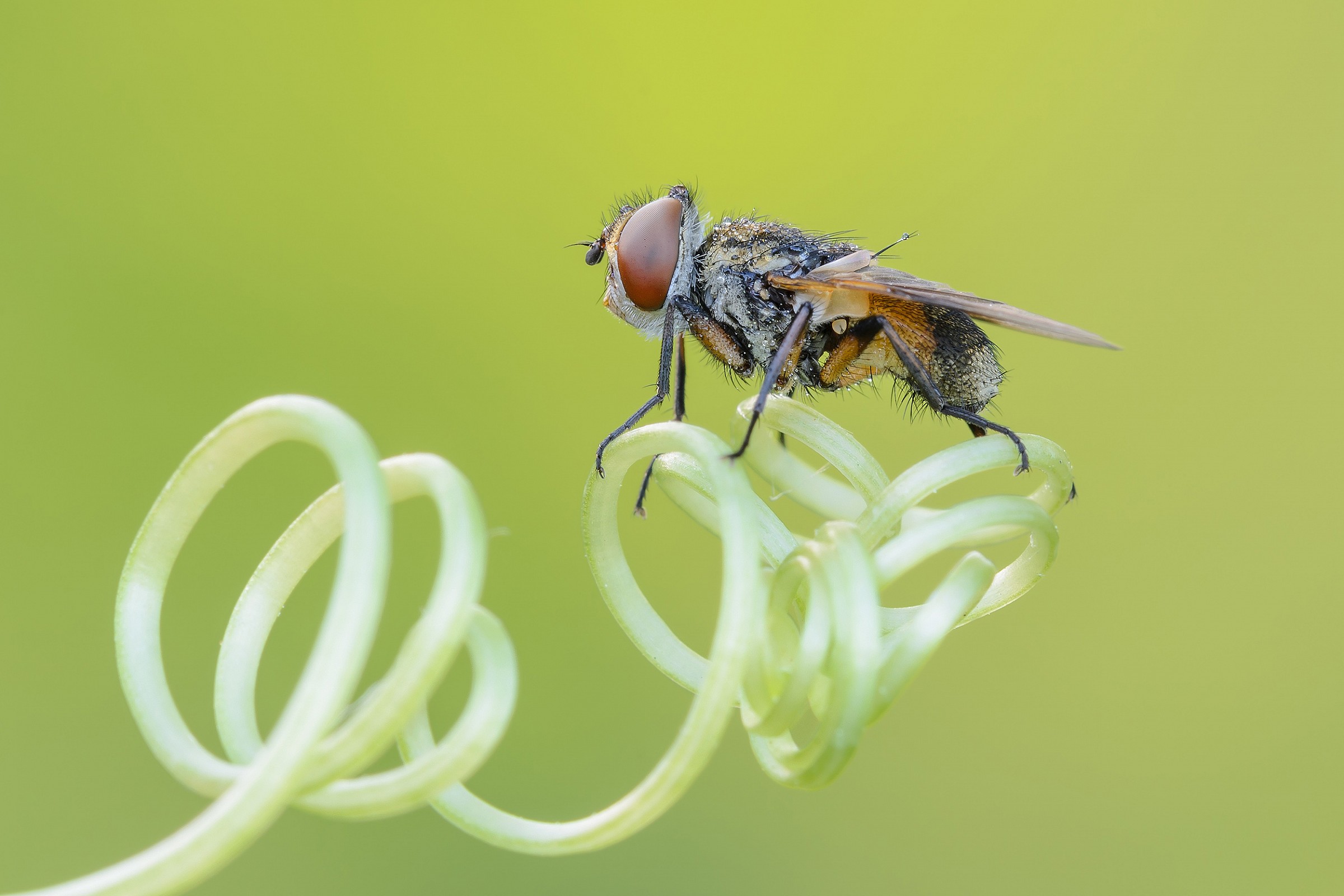Crassipennis Ectophasia (Fabricius, 1794)