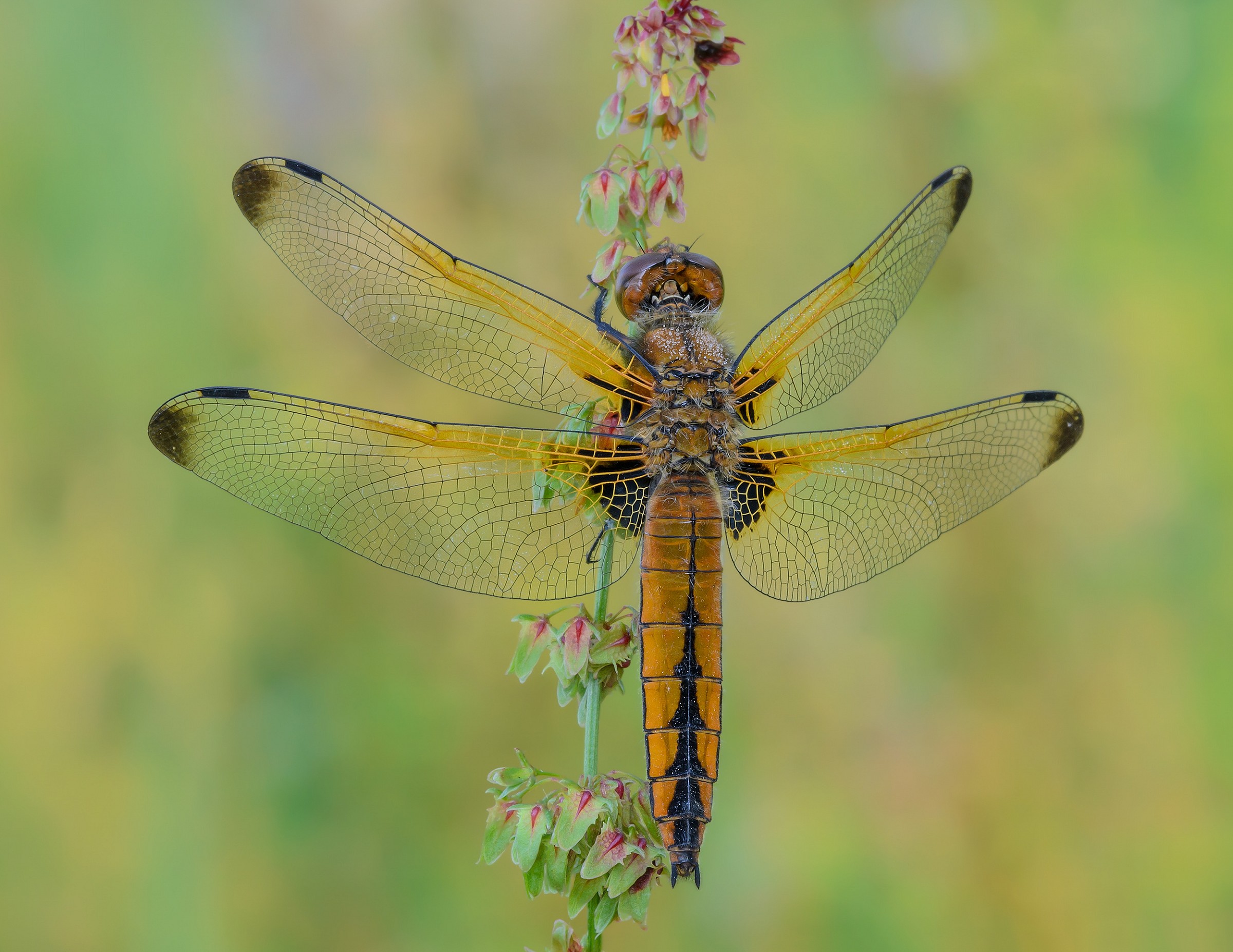 Libellula fulva (Muller, 1764)