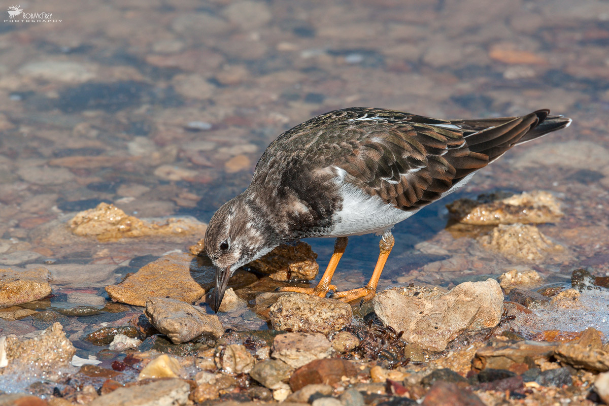 Voltapietre in cerca di cibo