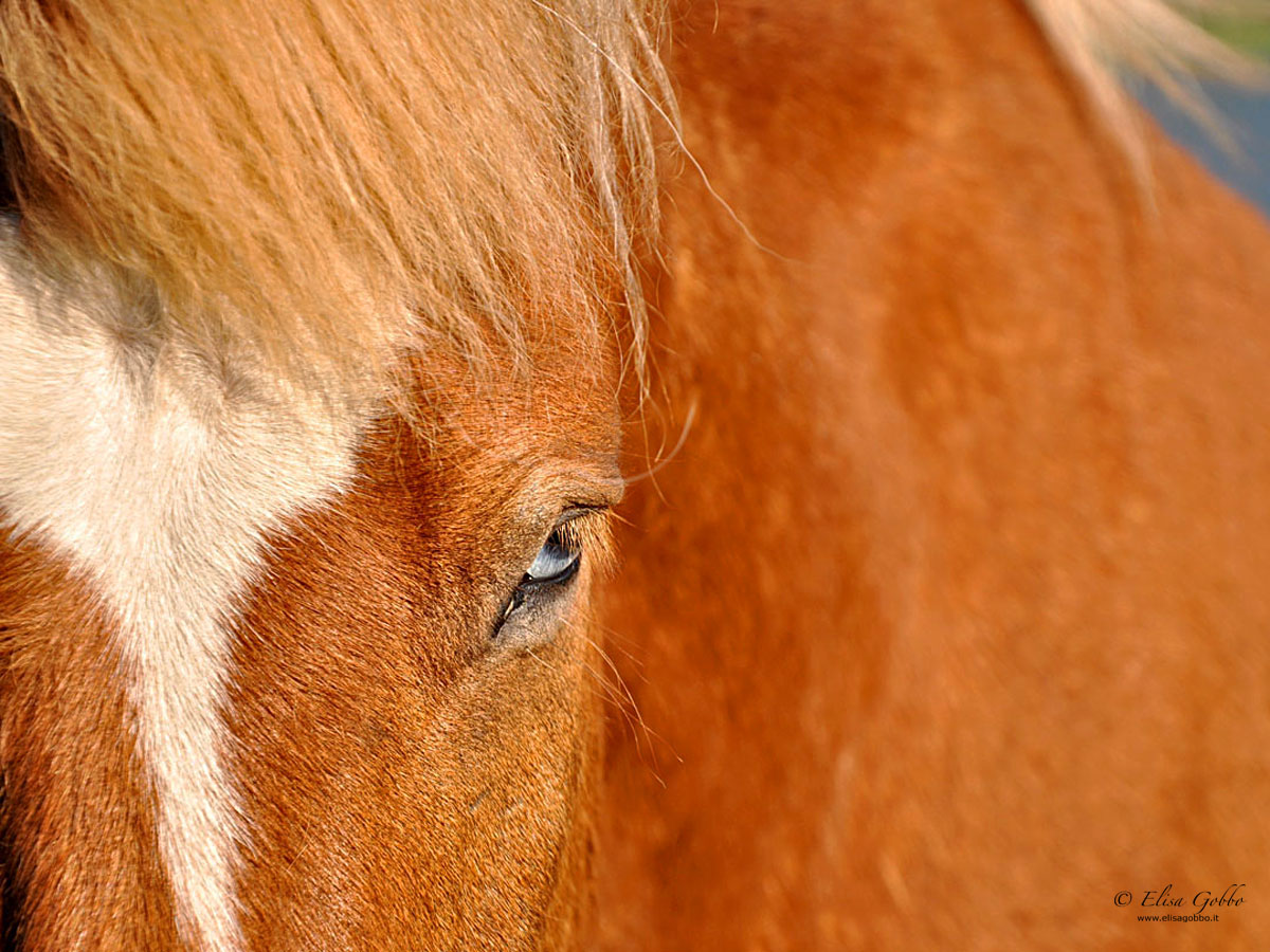 Icelandic horse