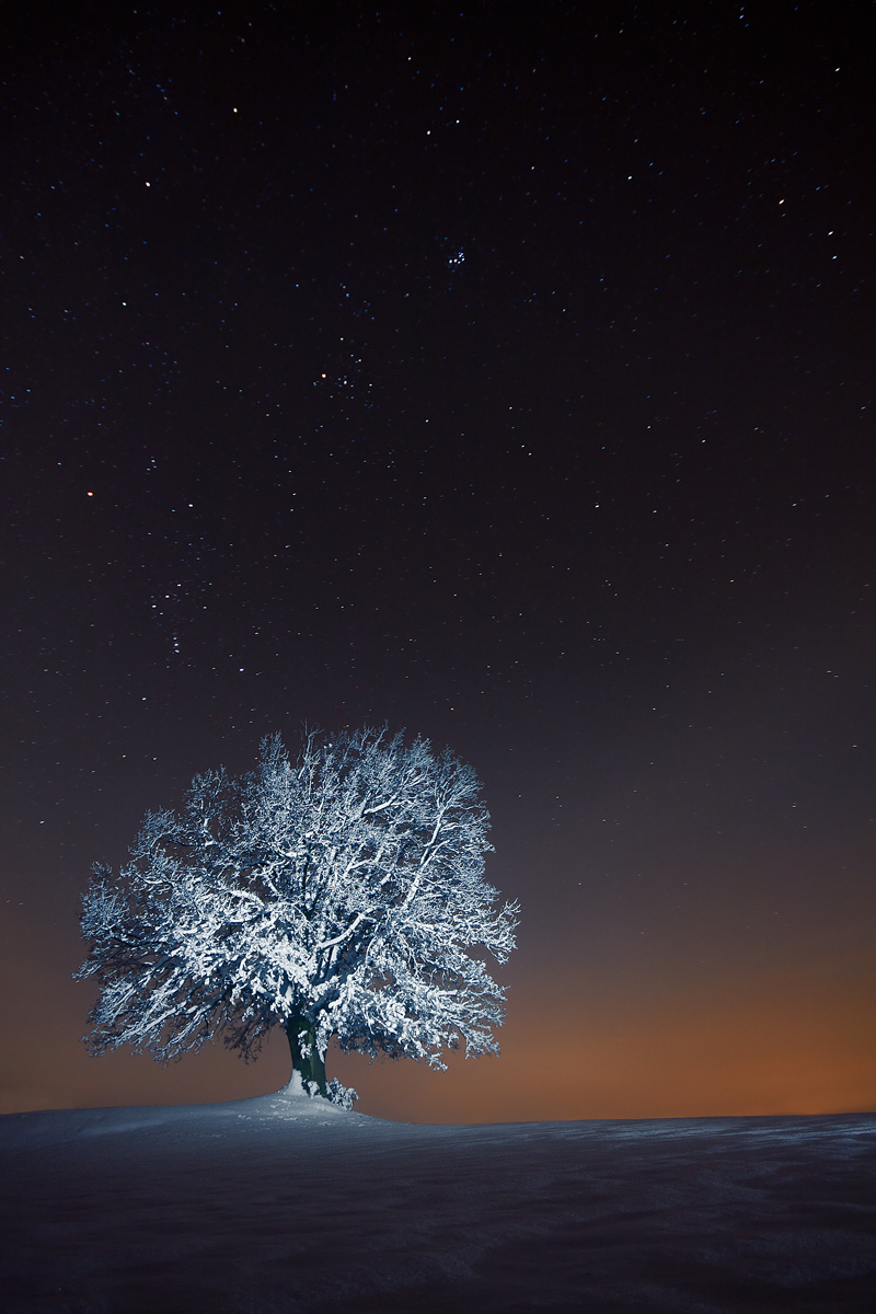 La quercia e le stelle