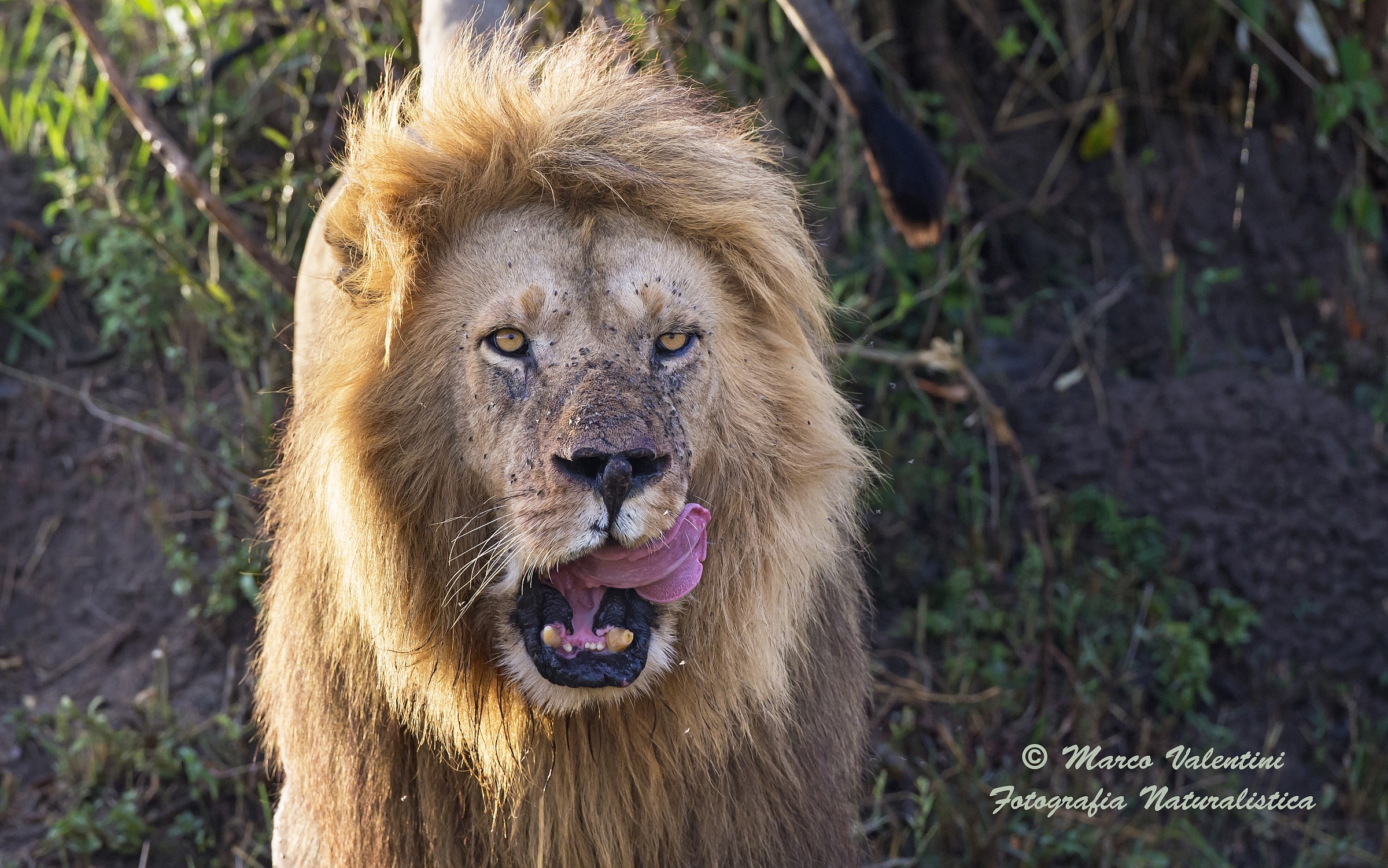 The tongue of the king