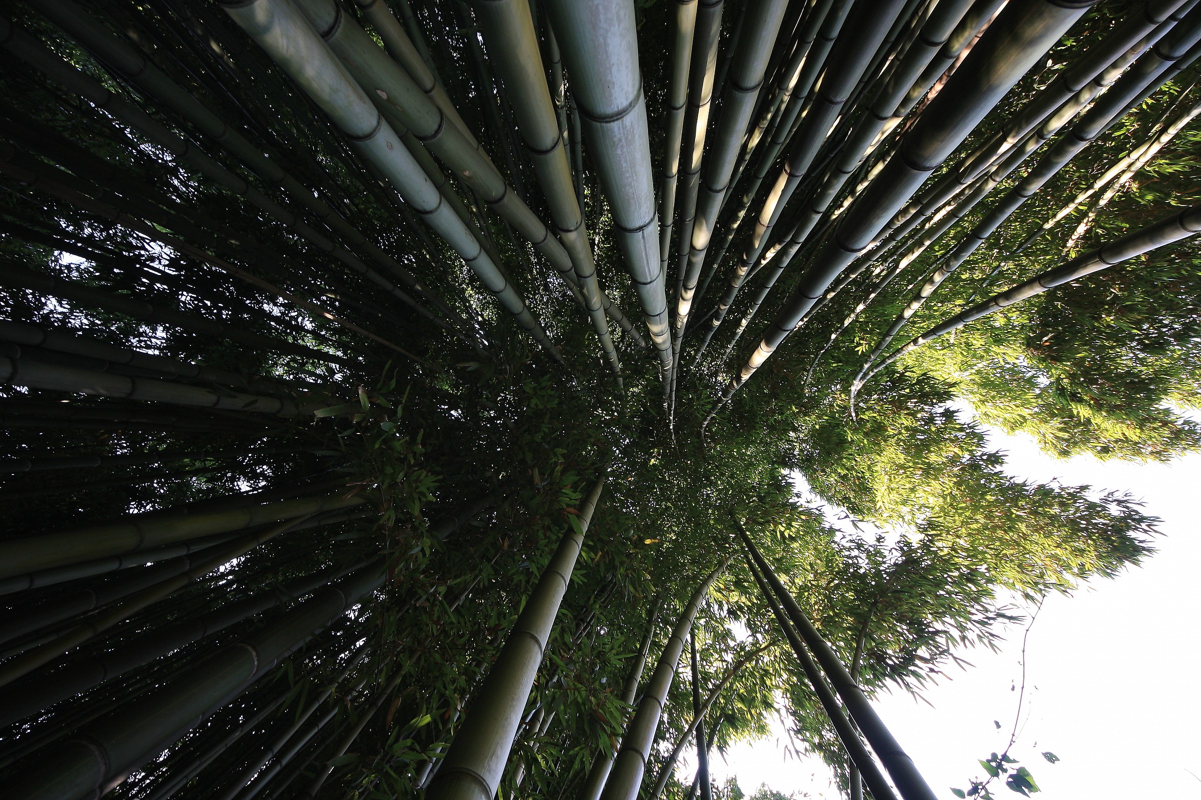 Bamboo - Gardens nymph