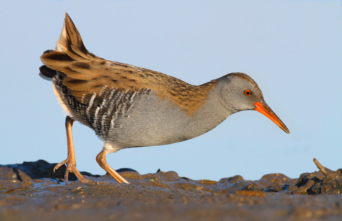 Water Rail